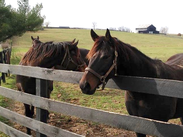 Catch The Moon: even Bob Austin, who bought her, was caught off guard by how successful a broodmare she would turn out to be. Photo: Little River Farm