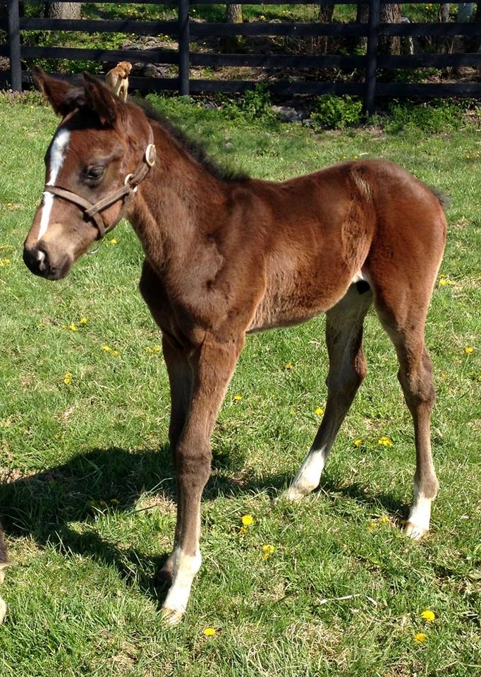 Girvin at a month old: “He was absolutely gorgeous, and he was always a forward colt,” says Bob Austin. Photo: Little River Farm
