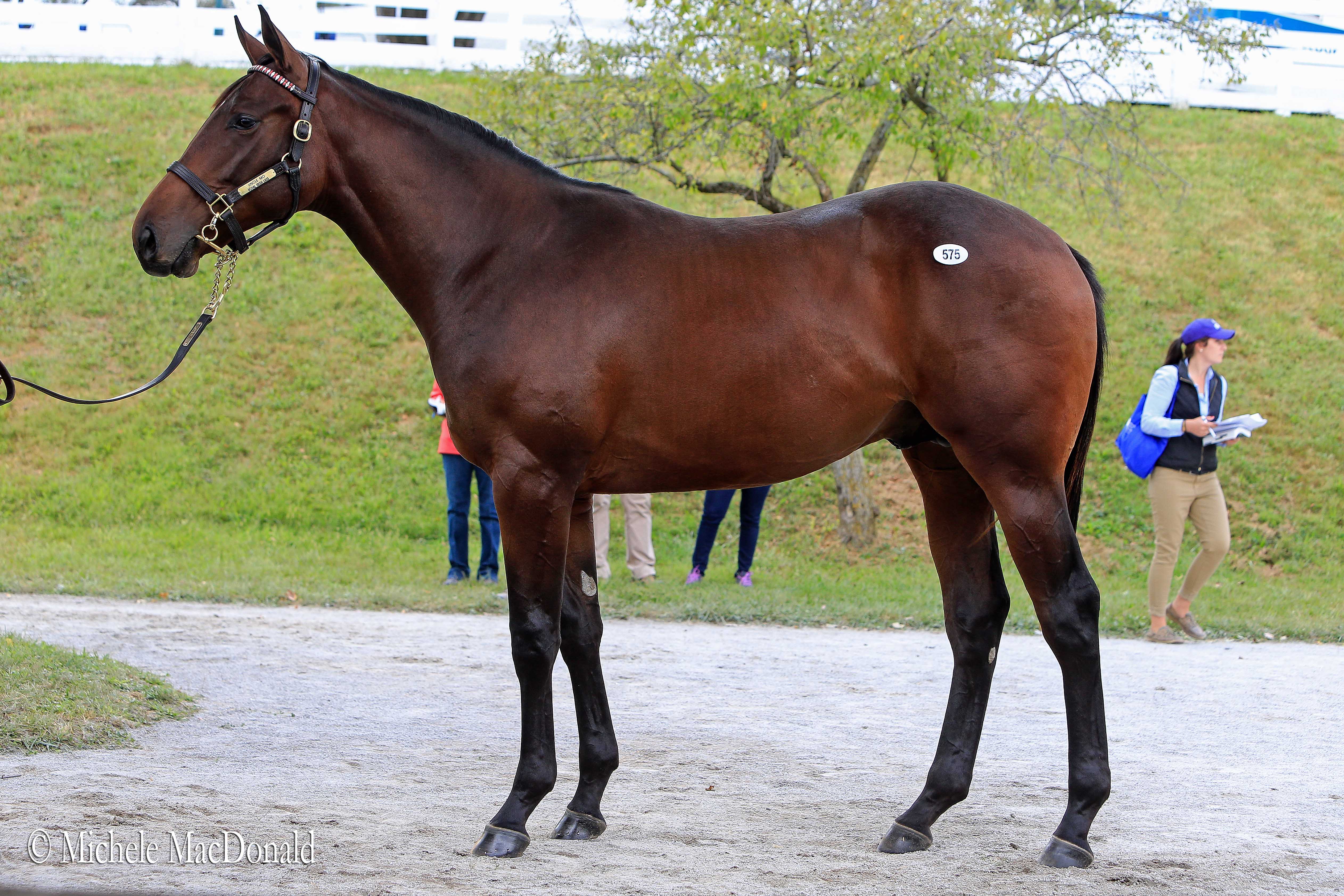 Royal Mo fetched $300,000 as a yearling when he was sold at Keeneland. Photo: Michele MacDonald