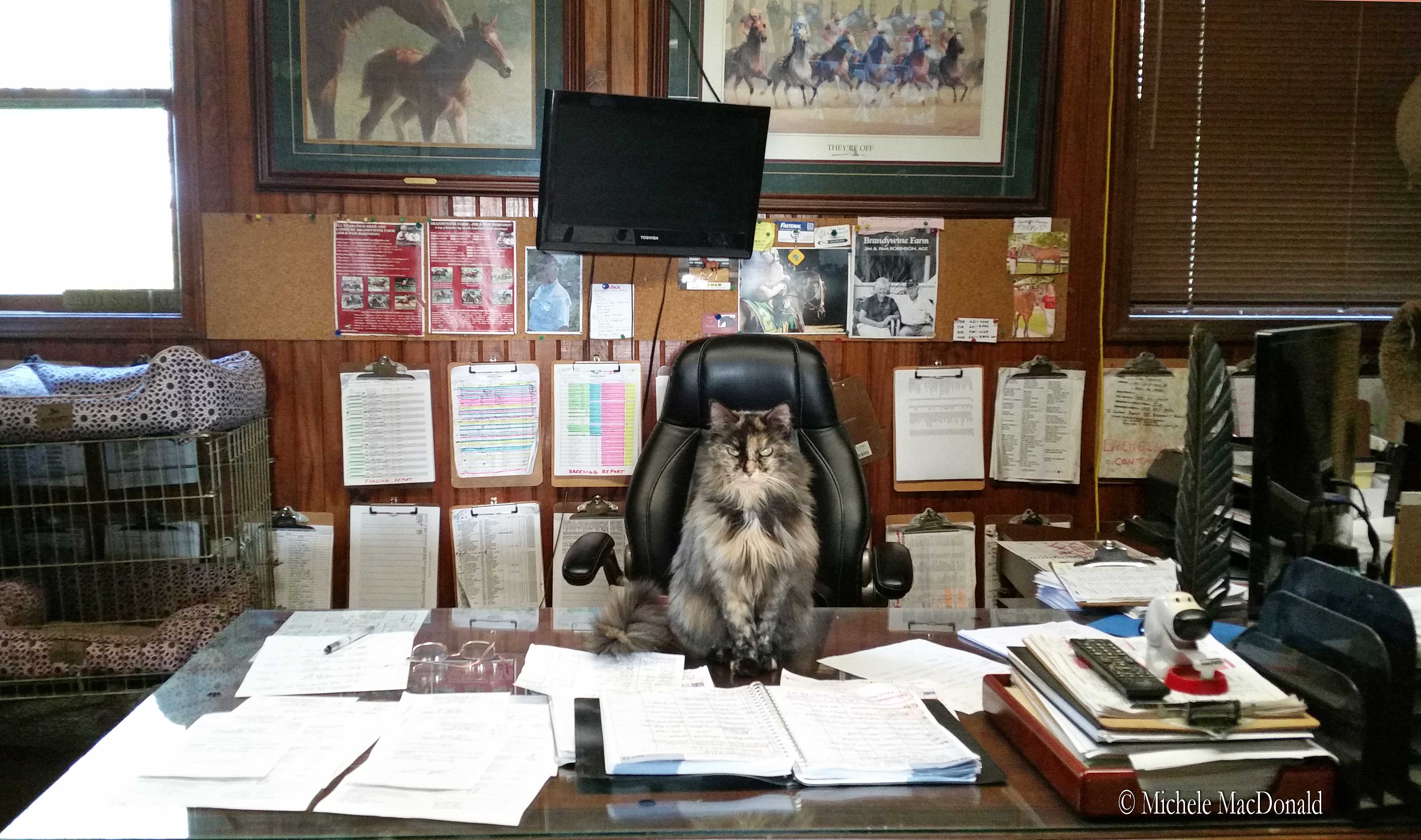Jasmine the calico cat likes to sit regally amid the breeding reports piled on Pam Robinson’s desk. Photo: Michele MacDonald