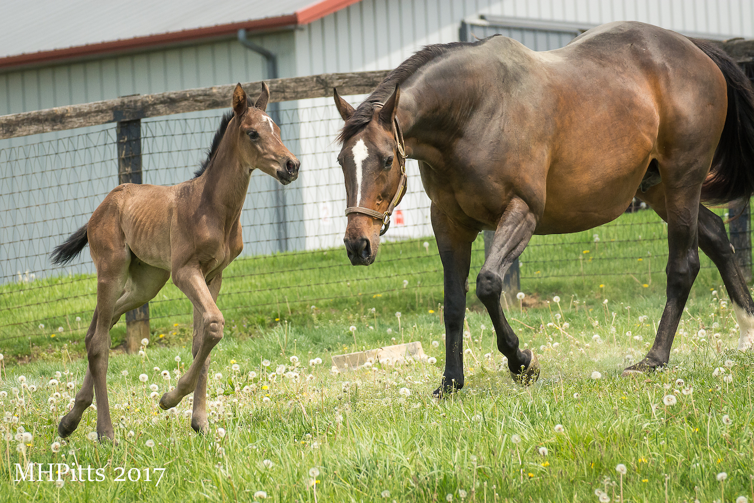 Royal Mo’s dam, Royal Irish Lass, with her newborn Honor Code filly, who “might be the nicest filly we’ve ever had”, says Pam Robinson. Photo: Michelle Pitts