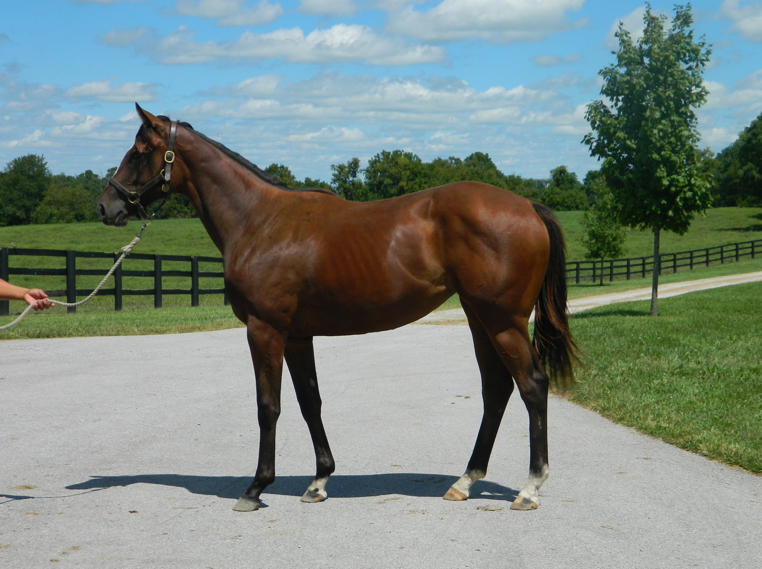 Paradise Woods the yearling: she wore her quality like a Hollywood starlet. Photo: Hidden Brook Farm