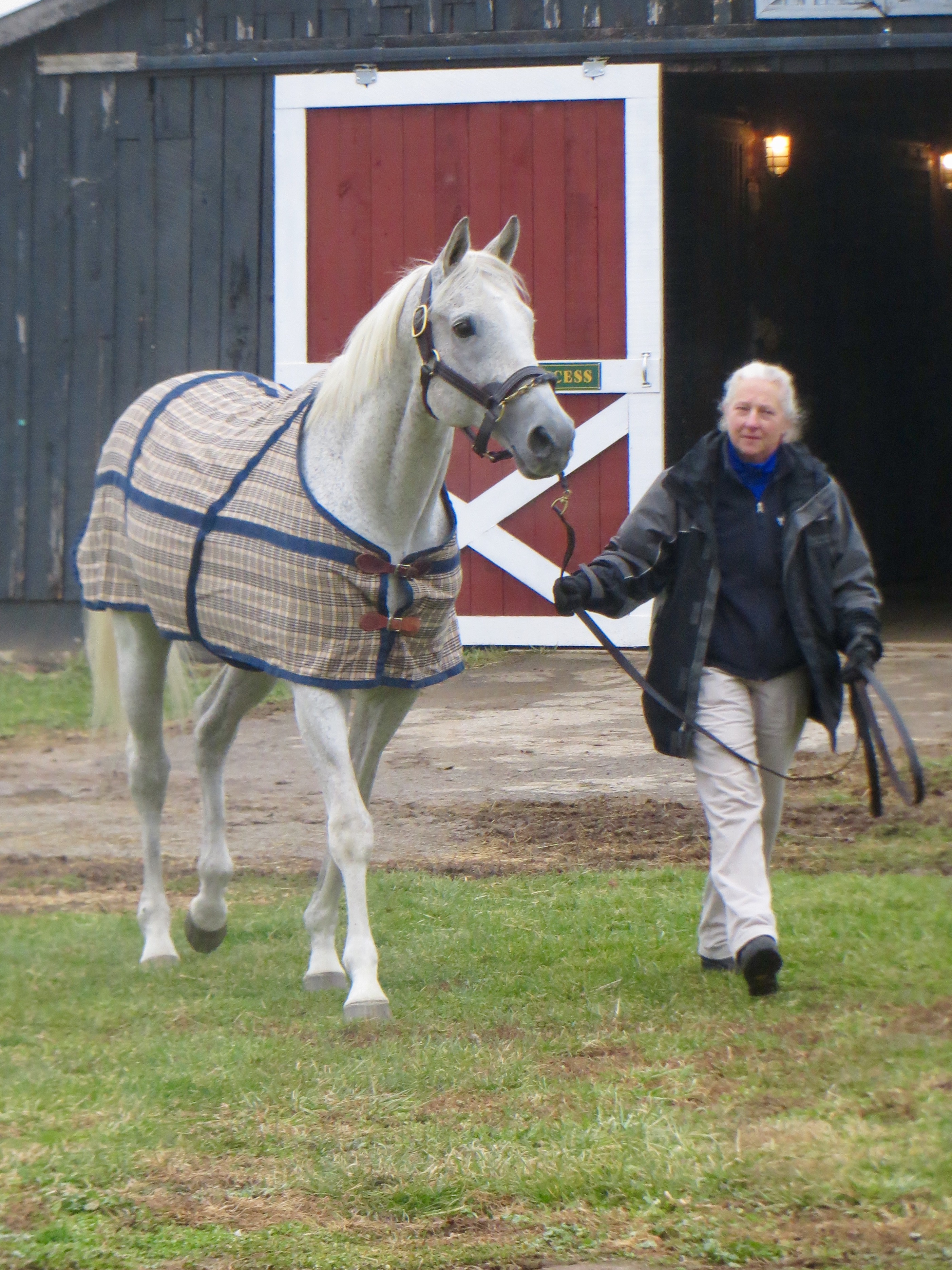 Back in the USA: Silver Charm is introduced to Old Friends on his return from Japan in 2014 by Three Chimneys stallion manager Sandy Hatfield. Photo: Amanda Duckworth