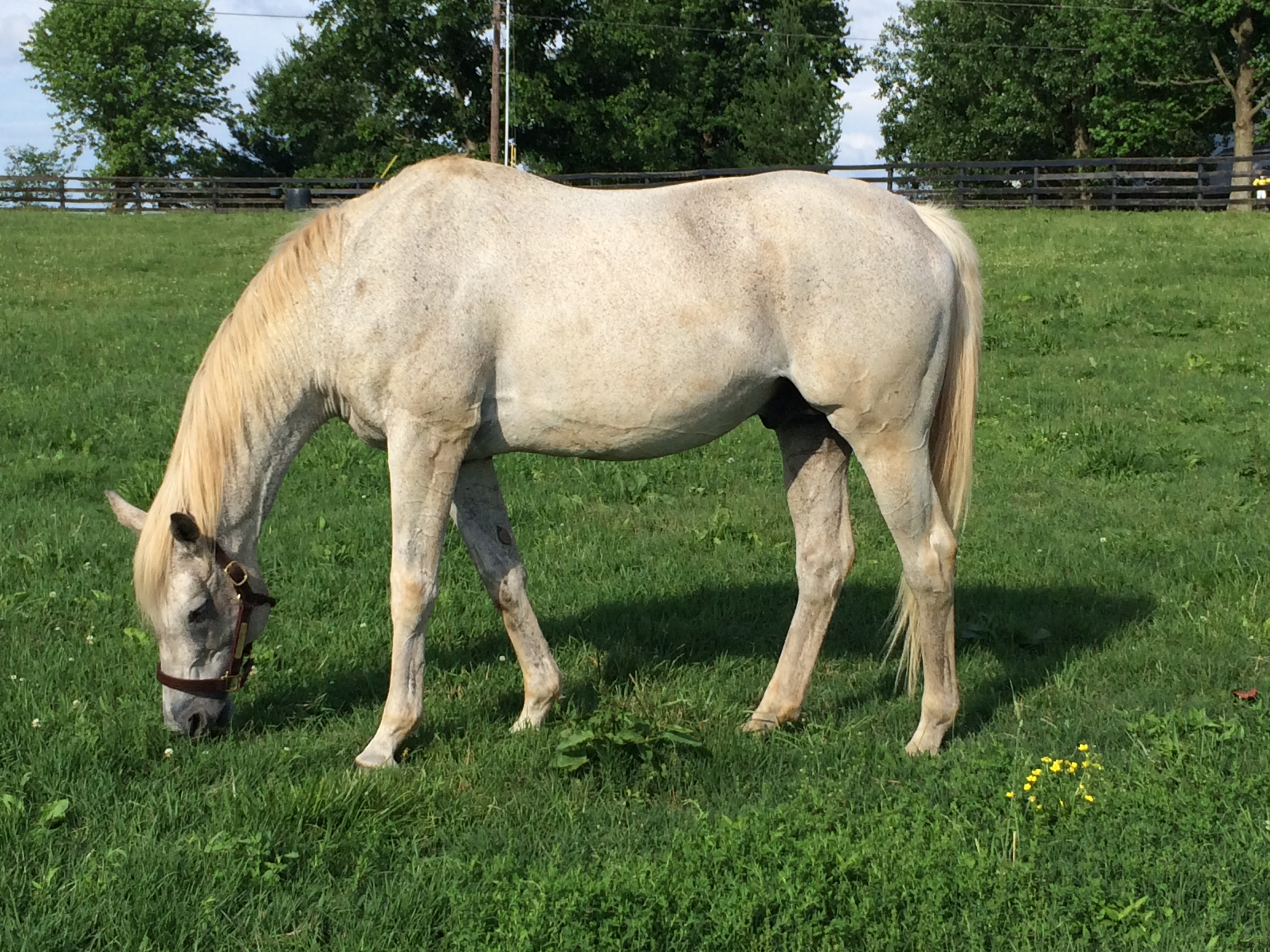 The years have been kind to Kentucky Derby and Preakness winner Silver Charm, pictured at Old Friends. Photo: Amanda Duckworth