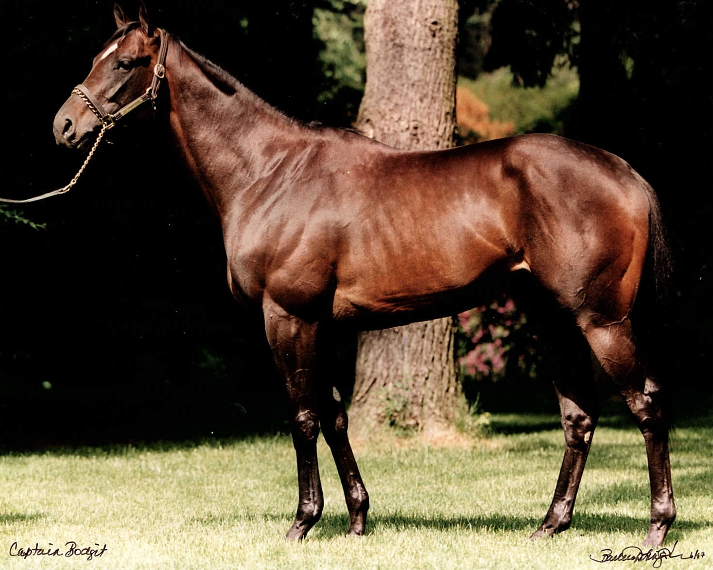 ‘An absolute beast’: Irwin says, “I could not believe the depth of [Captain Bodgit’s] shoulder, chest and especially his girth. He was a true monster.” Photo: Team Valor