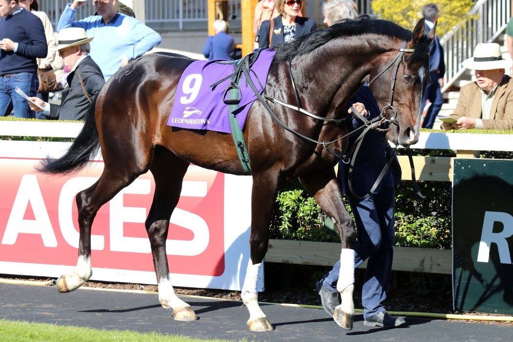 Regnum (UKR) - the first Ukrainian bred horse ever to race in Ireland. Photo: Oleg Pereverzev