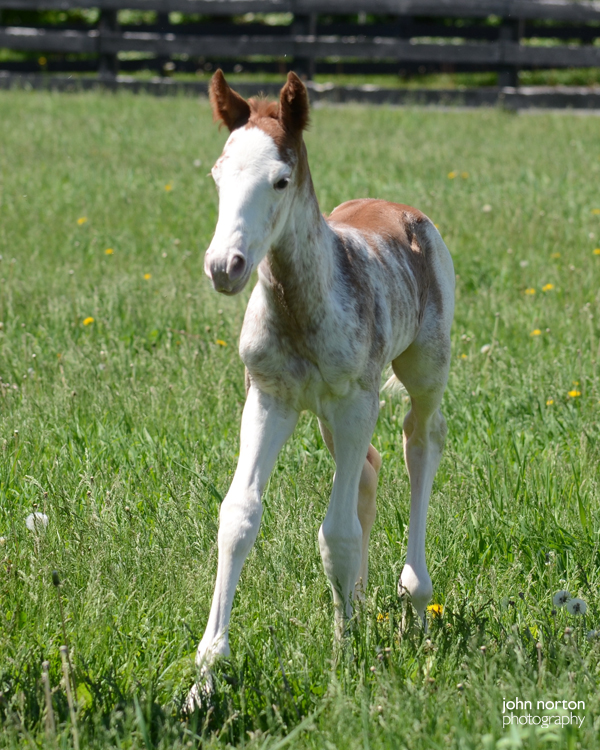 The newborn colt has a sturdy frame and good bone, says Stone Bridge Farm manager Heidi Fischer. Photo: John Norton Photography