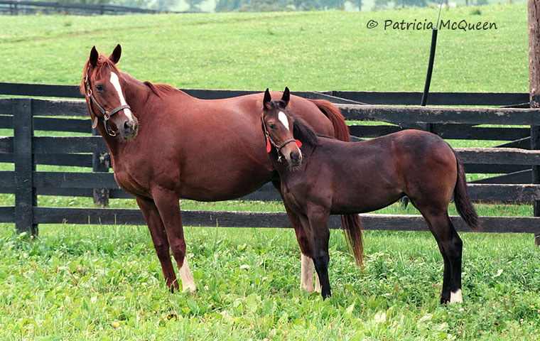 Secrettame with her 1993 foal, Sakura Secrettame, an unraced filly by Danzig. Photo: Patricia McQueen