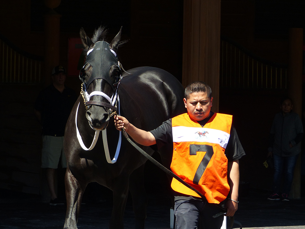 Reap (Arch - Tuscoga, by Theatrical (IRE) being led out before racing at Arlington Park. Photo: 	Nicolle Neulist