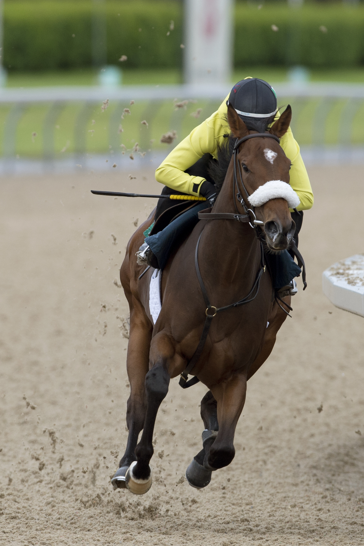 Holy Helena: trainer James Jerkens is confident she will appreciate the step up to nine furlongs in the Woodbine Oaks. Photo: Woodbine Entertainment Group