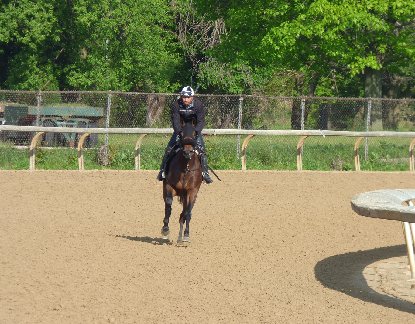 A horse working at the training track of Arlington International Racecourse. Photo: George Moreno