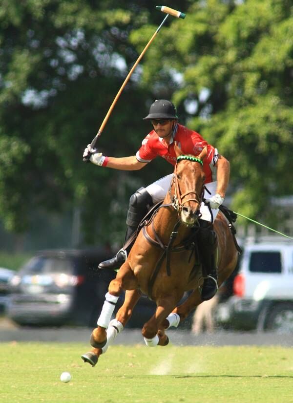 Star player: former racehorse Cubana is a perfect illustration of what Thoroughbreds can achieve on the polo field. Photo: Alex Pacheco