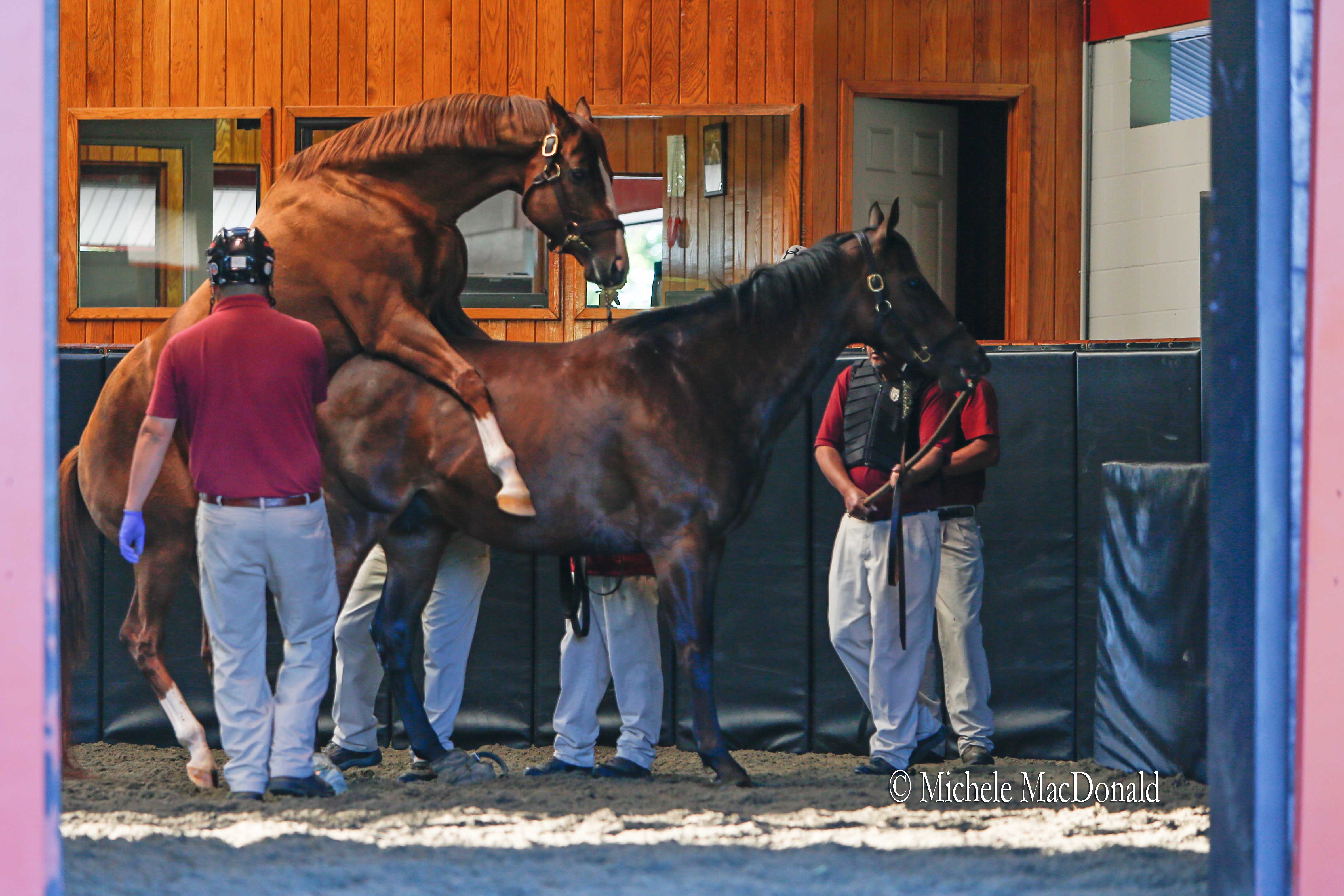 Getting on with the job: “We couldn’t give [California Chrome] anything but an A plus plus. He’s been a dream,” says Taylor Made President Duncan Taylor. Photo: Michele MacDonald