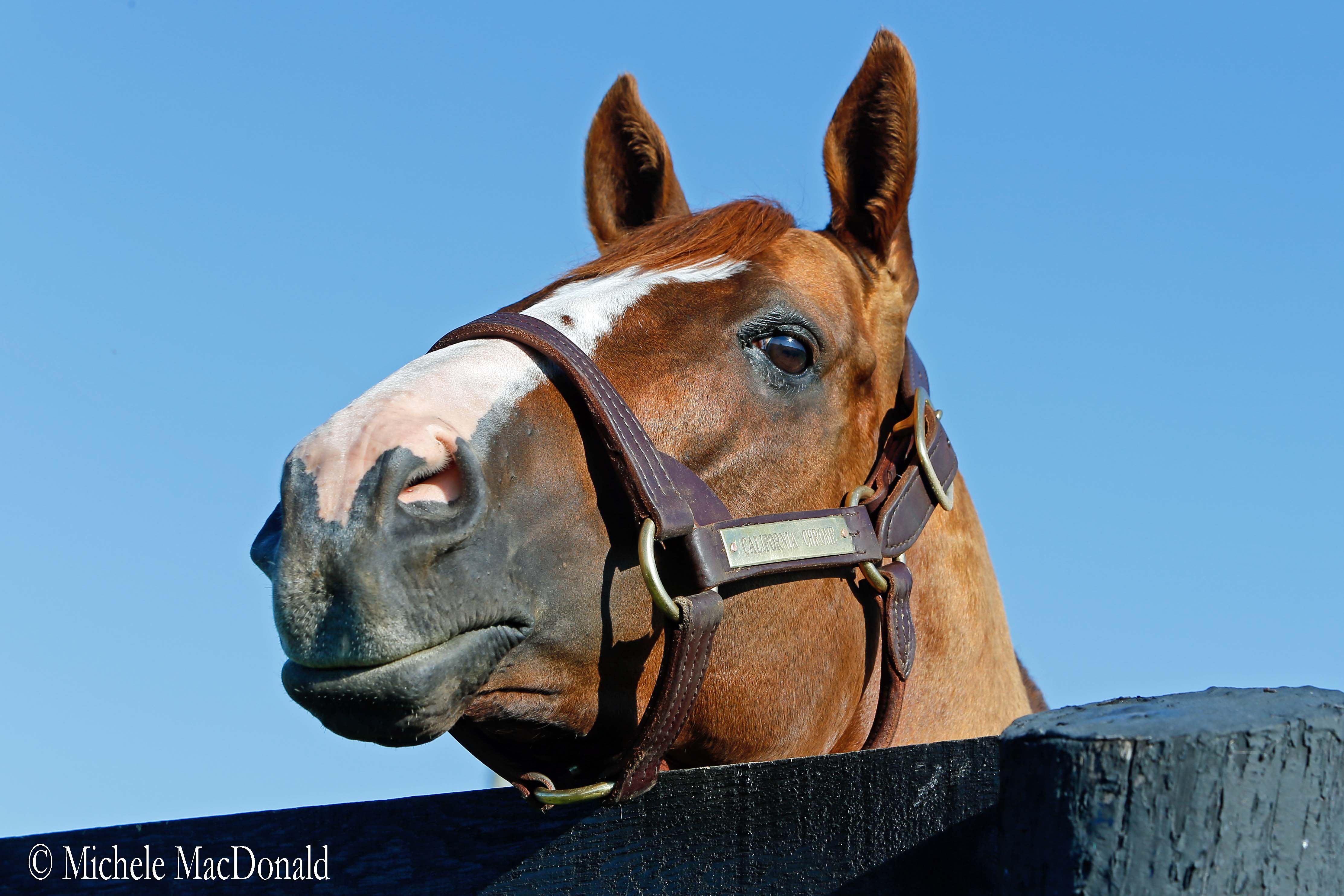 Nosy parker: poking his head over the top of a fence, California Chrome curiously returns the gaze of anyone watching him. Photo: Michele MacDonald