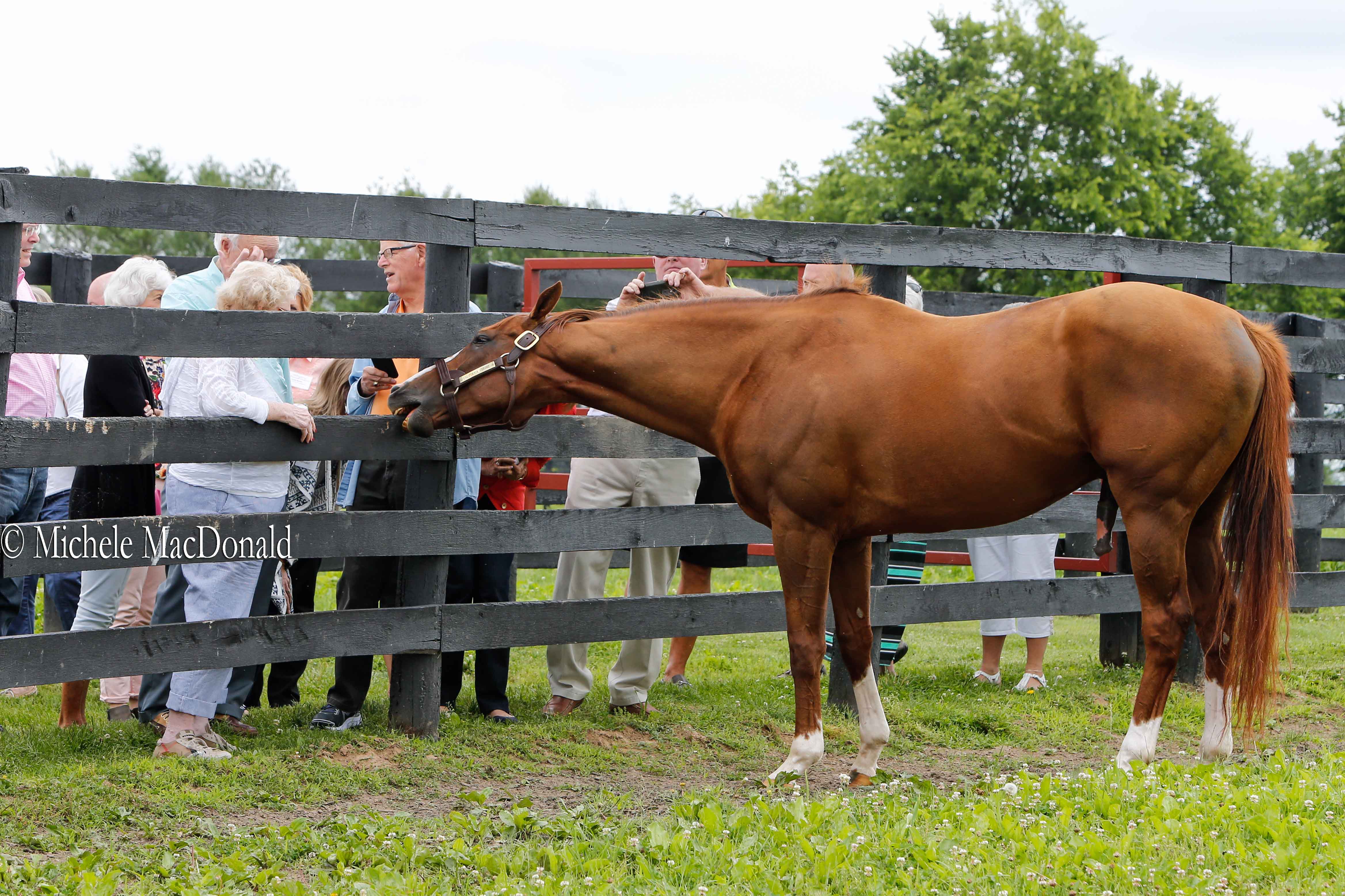 Fans line up outside Chrome’s paddock to spend a few moments with their hero. Photo: Michele MacDonald