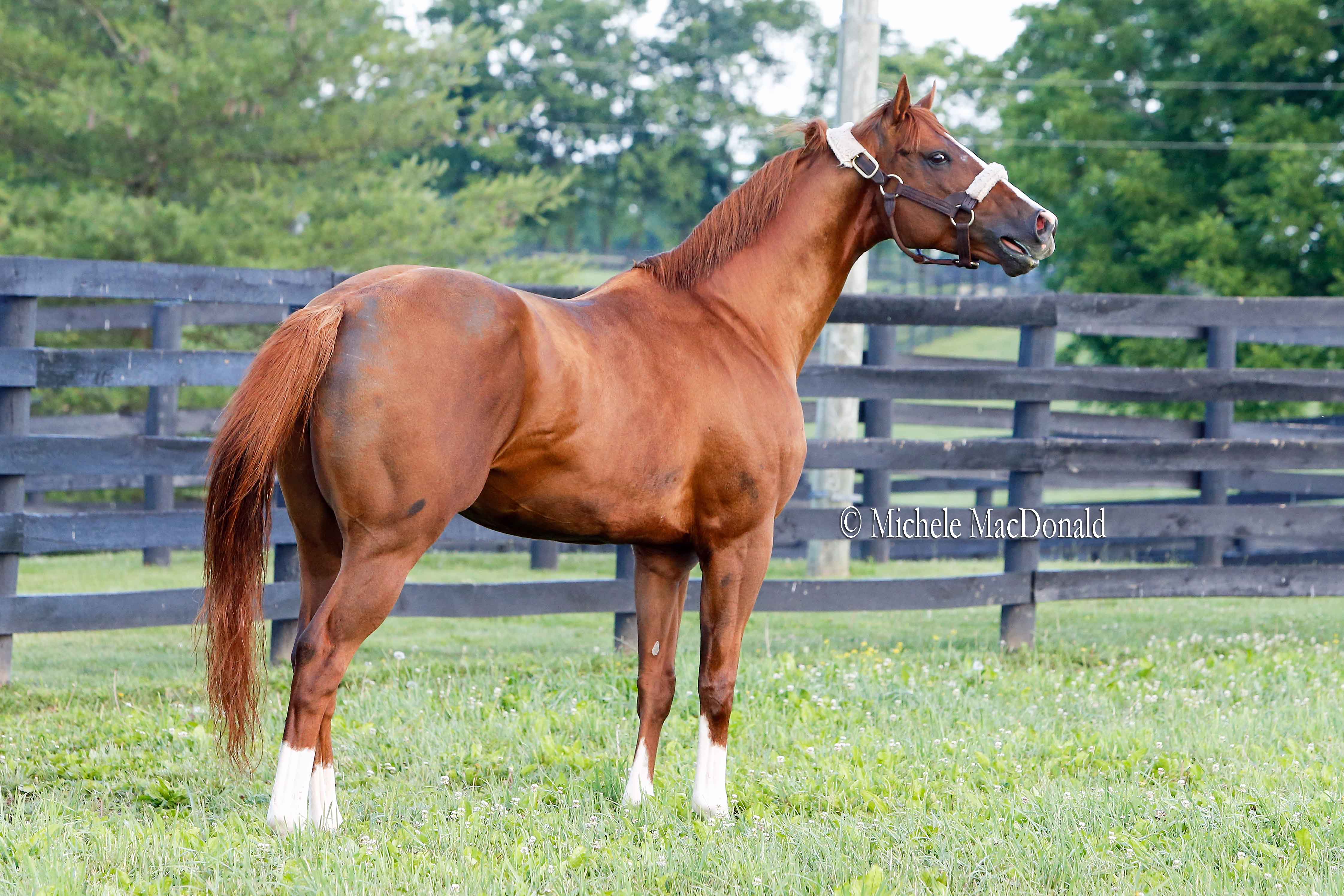 Chrome has “a good, solid book — way above average”, says Duncan Taylor. “He’s going to have every chance to prove himself as a stallion.” Photo: Michele MacDonald