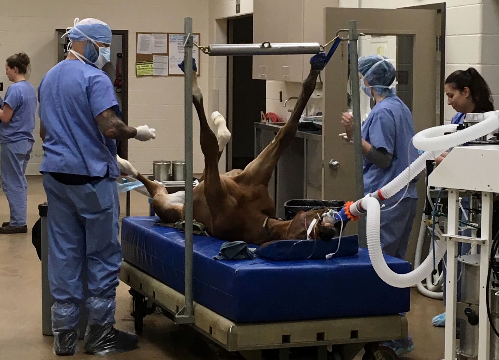Ready to operate: a foal being prepped for surgery at Rood & Riddle Equine Hospital. Photo: Amanda Duckworth