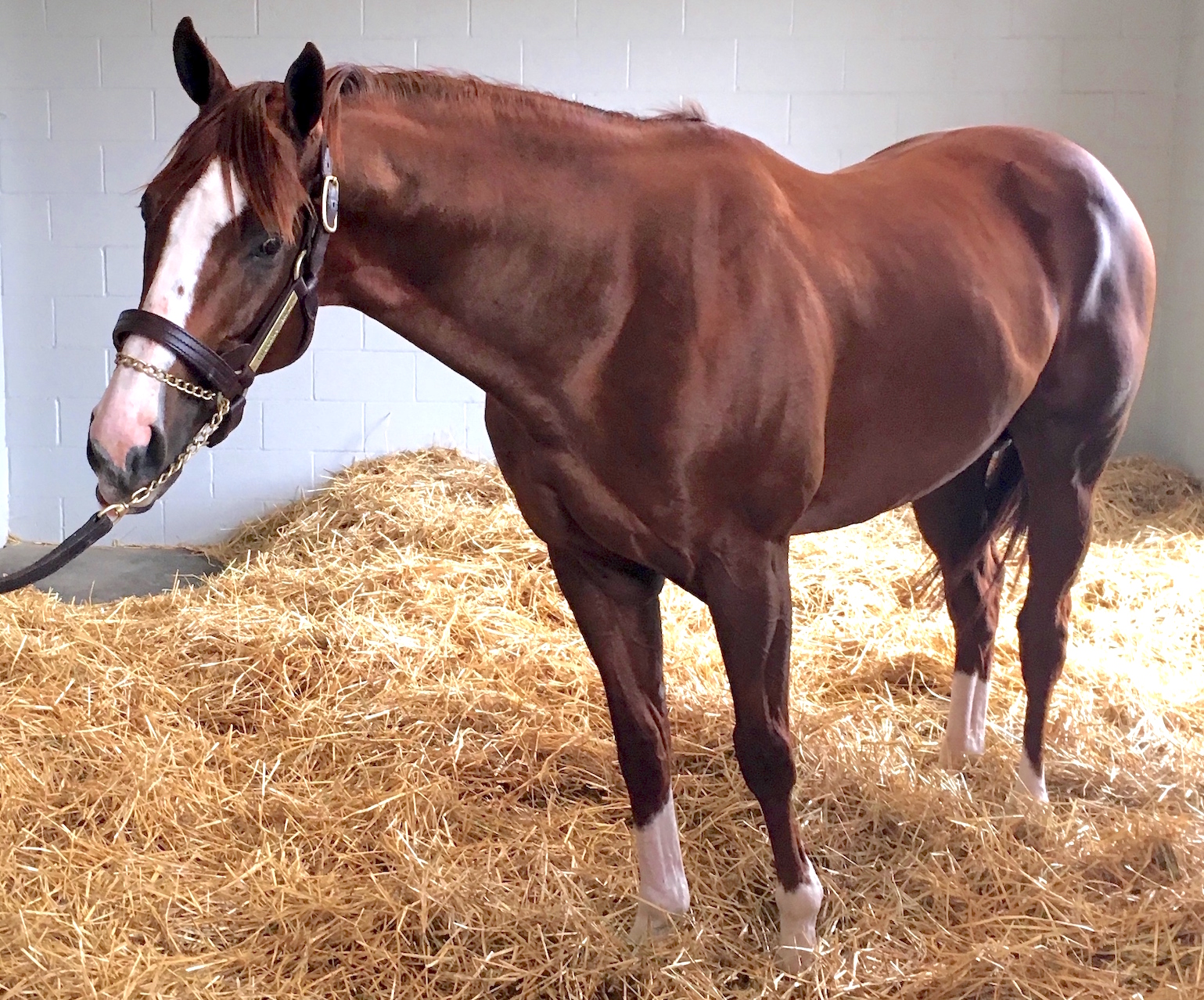 Main attraction: California Chrome at Taylor Made Farm. Photo: Amanda Duckworth