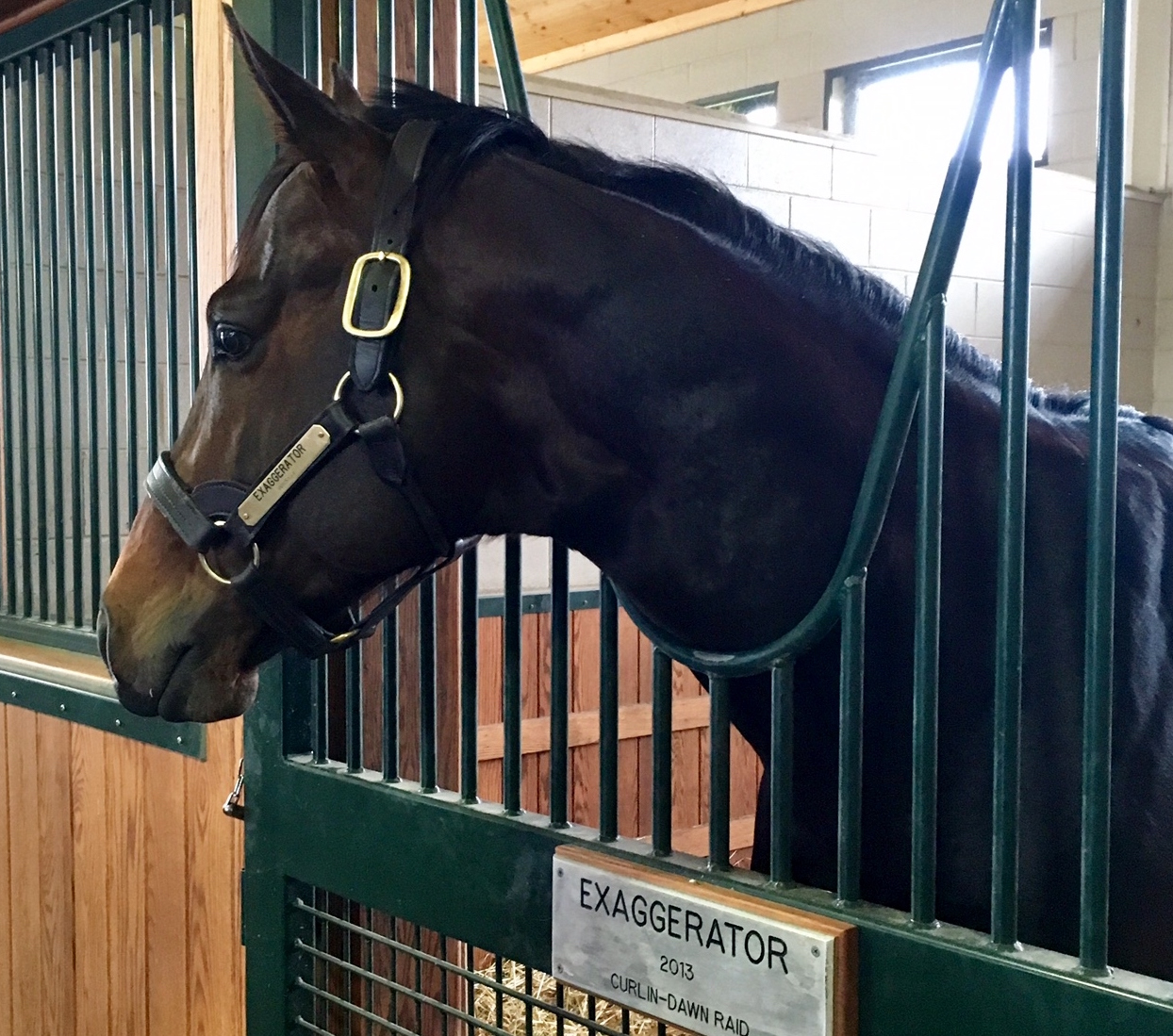 Exaggerator, standing his first season at stud at WinStar, enjoys getting mints from fans. Photo: Amanda Duckworth