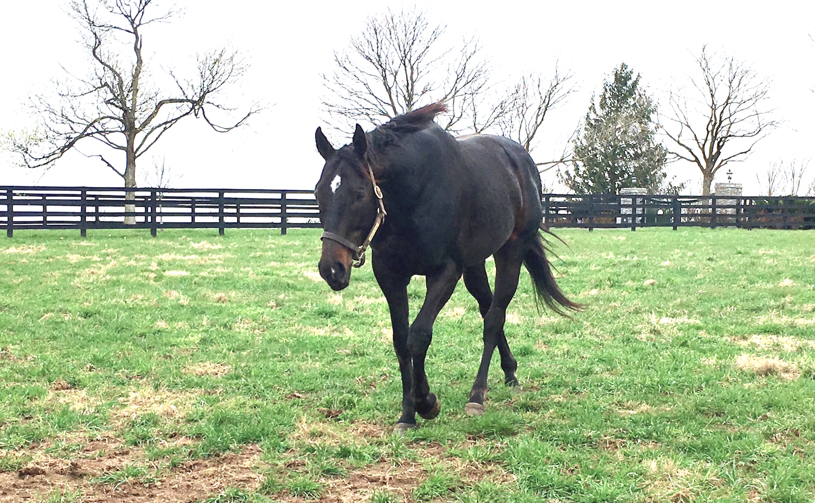 Pioneerof the Nile, sire of American Pharoah, heads to meet fans at the fence during a Horse Country tour at WinStar Farm. Photo: Amanda Duckworth