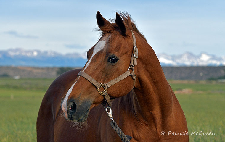 Born into royalty: Secret Of The Sea at the Colorado hay farm of Linda and Scott Riba. Photo: Patricia McQueen