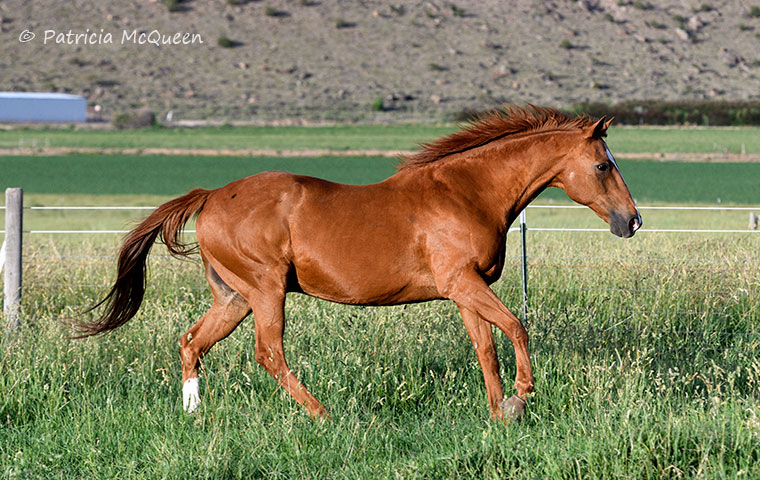 ‘Strider’ taking it easy: “He moves beautifully,” says Linda Riba. “He would have been a dressage horse par excellence.” Photo: Patricia McQueen