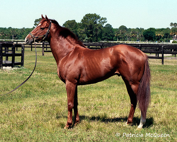 The young Secret Of The Sea. Patricia McQueen took this shot of him in March 1993 at a training center in Florida