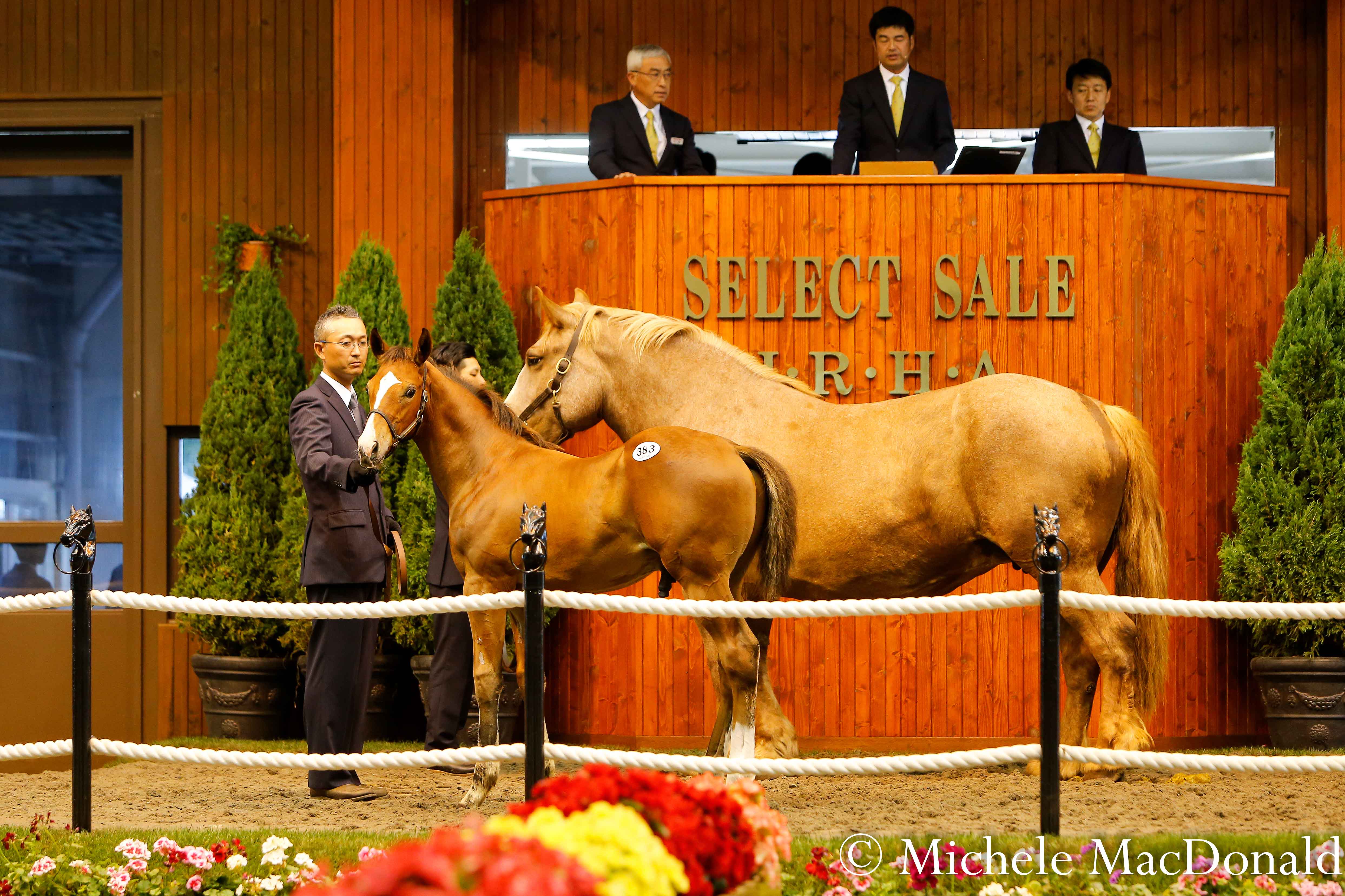 Little brother: this colt, by Black Tide out of Sugar Heart, is a full brother to Japanese Horse of the Year Kitasan Black. He was sold to DMM.com for the equivalent of $1.272 million. Black Tide is a full brother to Deep Impact. Photo: Michele MacDonald