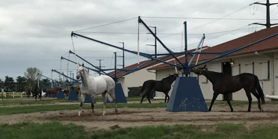 A handful of the well utilized hotwalkers available between the rows of barns