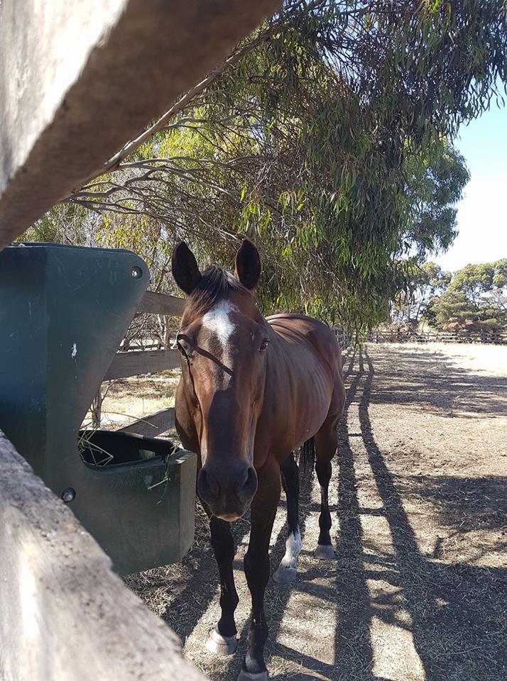 Taking it easy: Brief Truce at Stockwell Stud. Photo: Kristen Manning