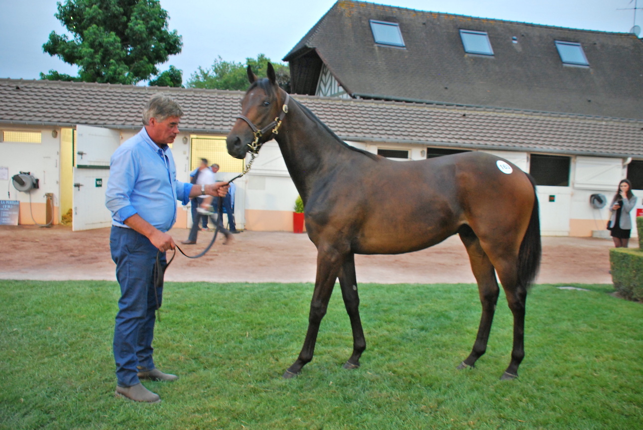 Ticking all the boxes: the Kingman colt out of Gradara eventually purchased by Crupi. Photo: John Gilmore