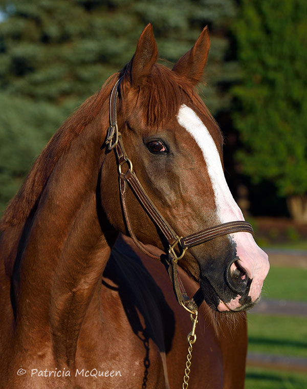 Torbay is quite striking in appearance, belying his 30 years. Photo: Patricia McQueen