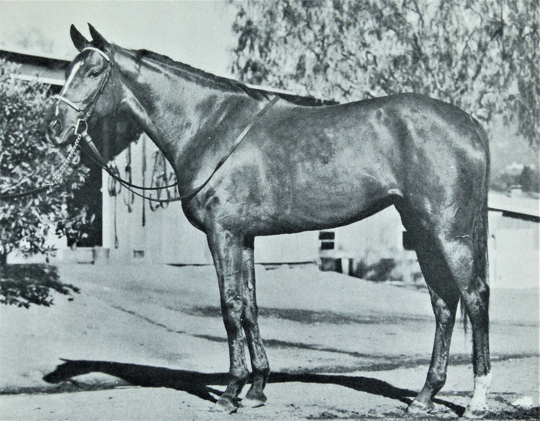 Miss Grillo was bred to some of the best stallions of the era and produced 11 foals