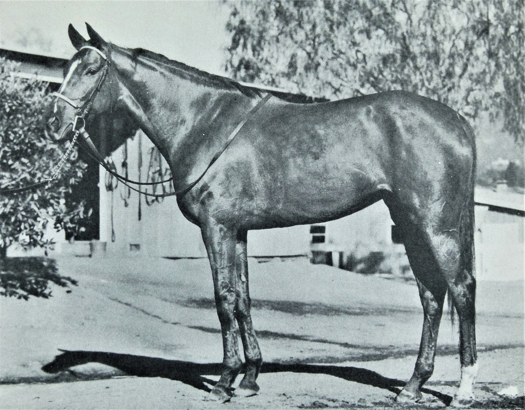 Miss Grillo was bred to some of the best stallions of the era and produced 11 foals