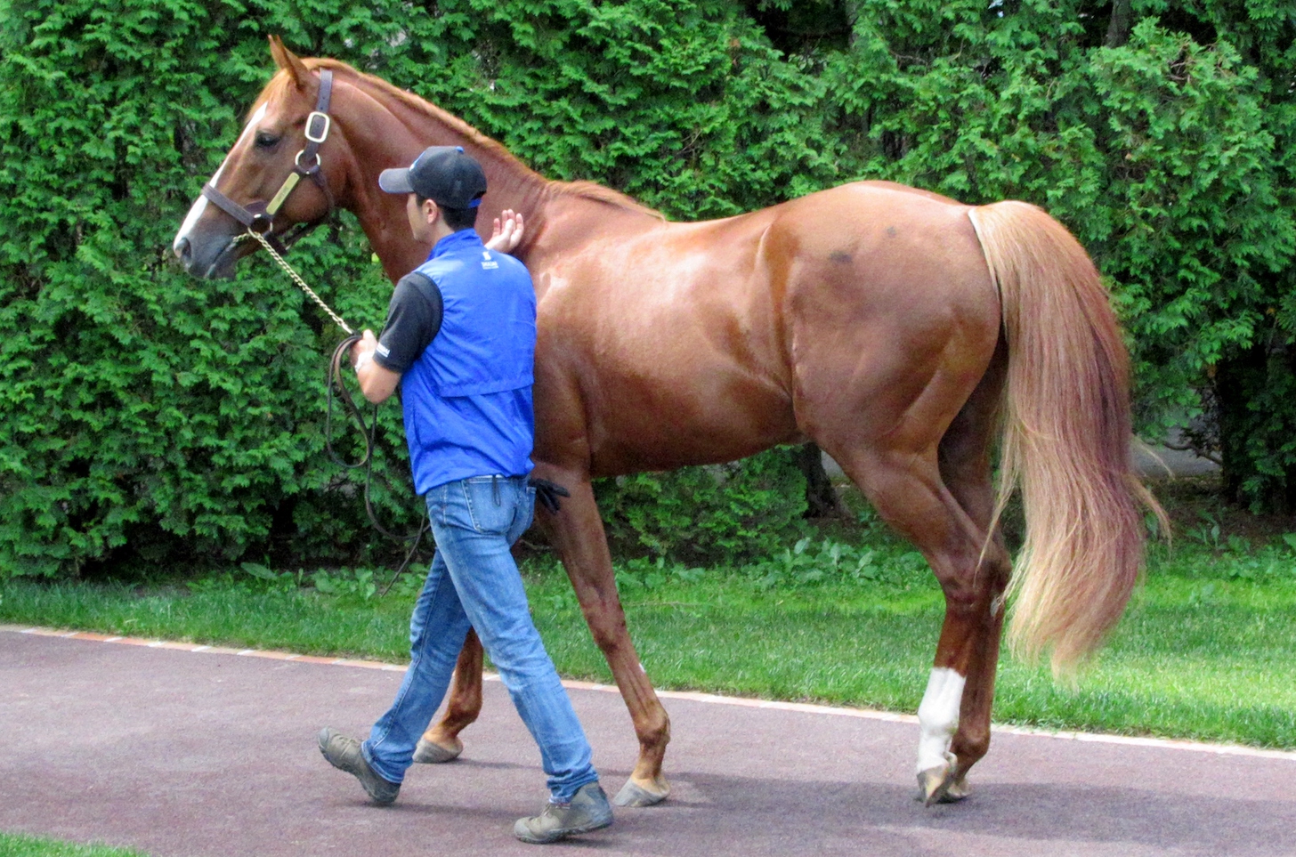 Orfevre is regularly turned out, and, with the exception of a summer break, he is also regularly ridden and lunged. Photo: Amanda Duckworth