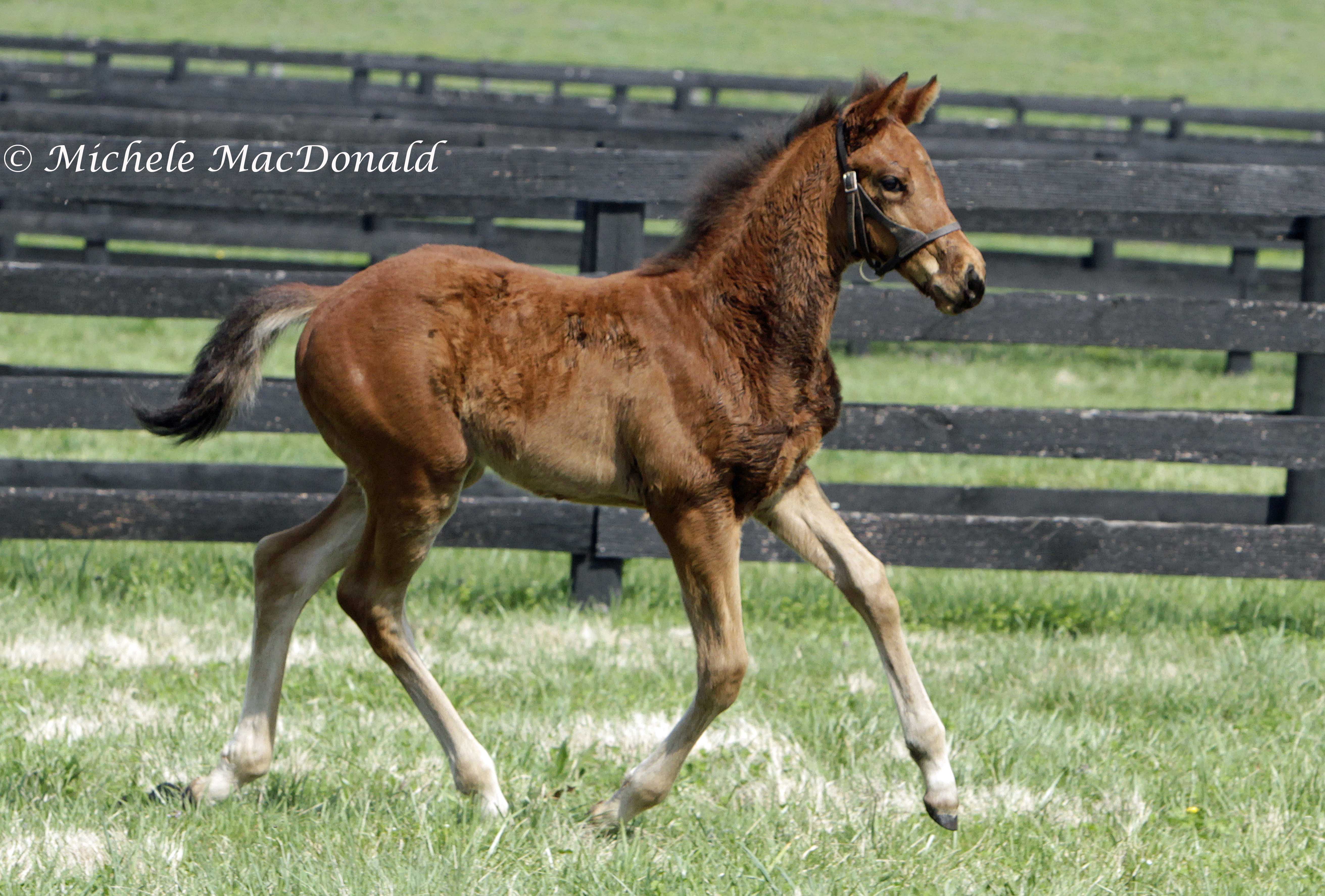 Lady Eli when she was a foal at Runnymede: “Everything you asked her to do, she did well,” says Chief Executive Brutus J Clay. Photo: Michele MacDonald