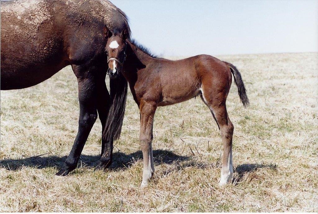 Another future Breeders’ Cup hero in the making: this picture, taken in 1999, is of 2003 BC Turf dead-heater Johar with his dam, Windsharp. Johar, who went on to stand at Mill Ridge, died in 2014. Photo: Mill Ridge Farm