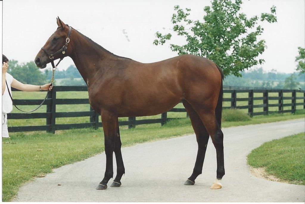 Raised at Mill Ridge: Sweet Catomine (Storm Cat - Sweet Life) won the 2004 Breeders’ Cup Juvenile Fillies. Photo: Mill Ridge Farm