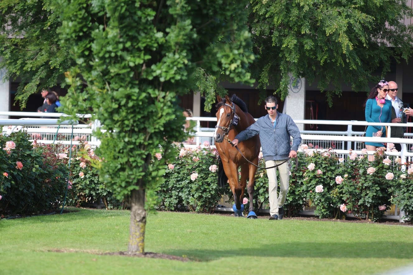 Quilate earlier in the preliminaries: the focus is always on the Melbourne Cup - except when you have a runner of your own. Photo: Kristen Manning