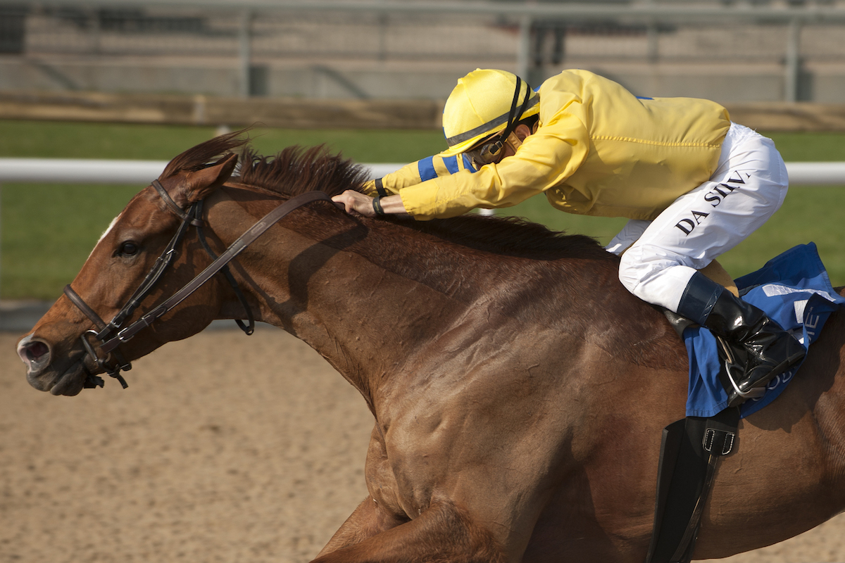 Pink Lloyd: “All horses have their little issues, and he’s had them and survived,” says trainer Bob Tiller. Photo: Michael Burns Photography/Woodbine Entertainment