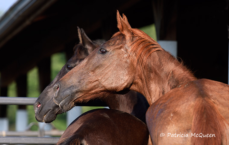 Inseparable: Albany’s Secret with the horse who has become her shadow, constant companion Major Influence. Photo: Patricia McQueen