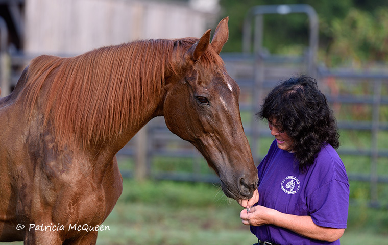 Karen Chillcott with Albany’s Secret and the peppermints she can’t get enough of. Photo: Patricia McQueen