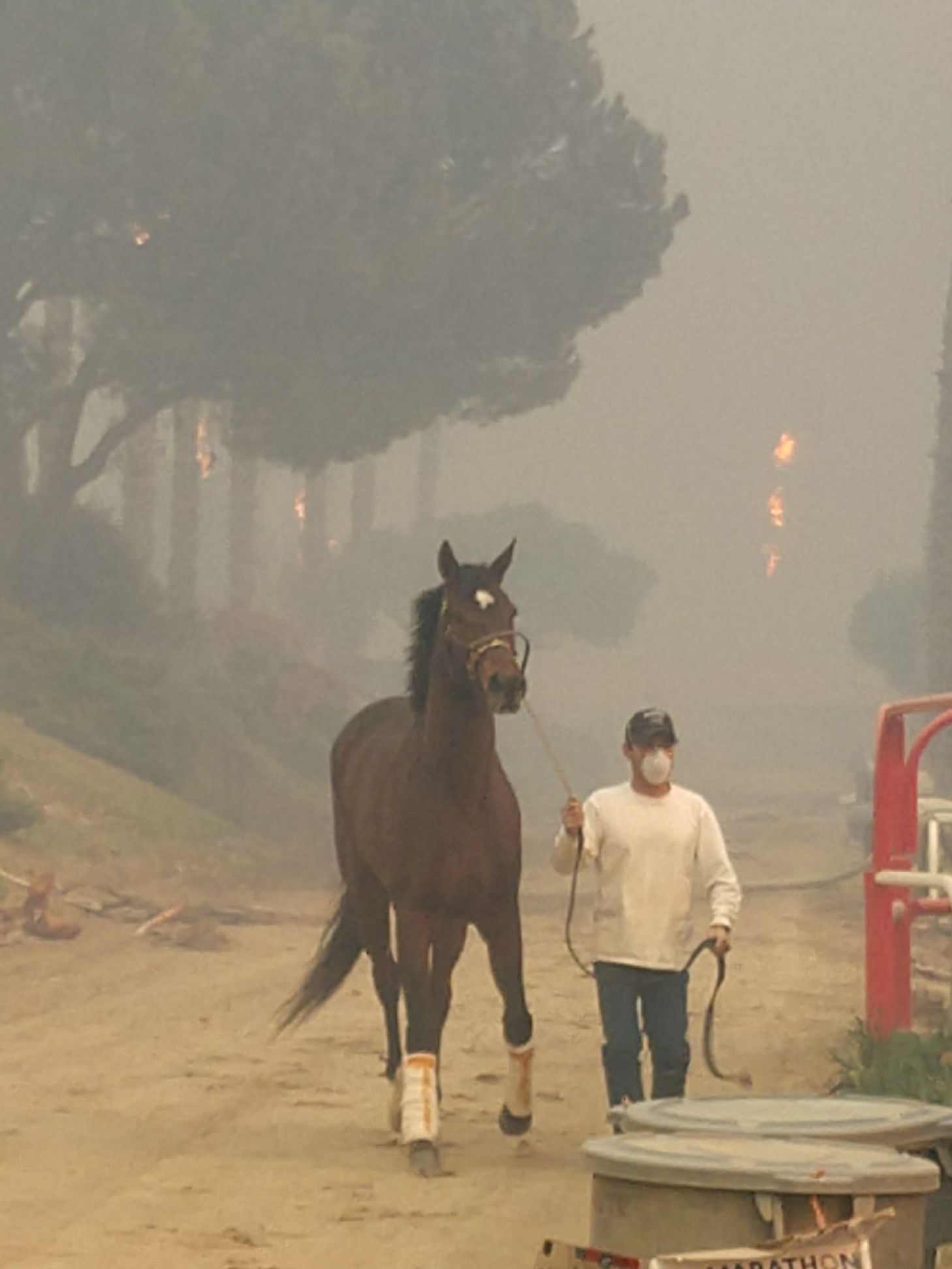 Survivor: a racehorse is brought to safety by a volunteer at San Luis Rey Downs. Photo: Charles Jenkins