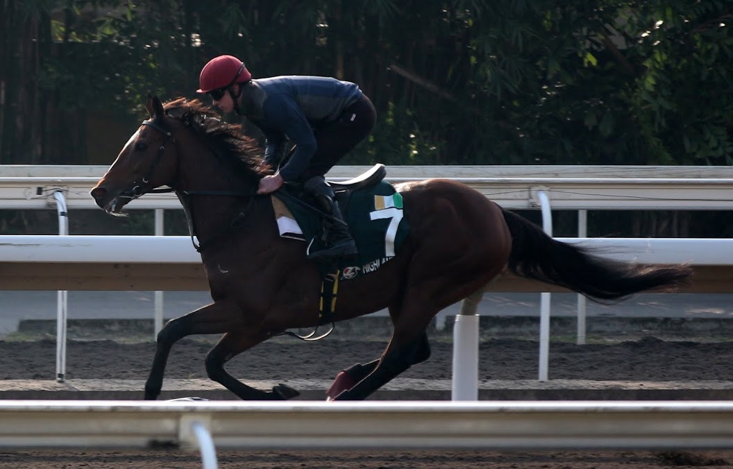 Among the horses the fans got to see working during the Breakfast with the Stars event was subsequent Hong Kong Vase winner Highland Reel. Photo: Kristen Manning