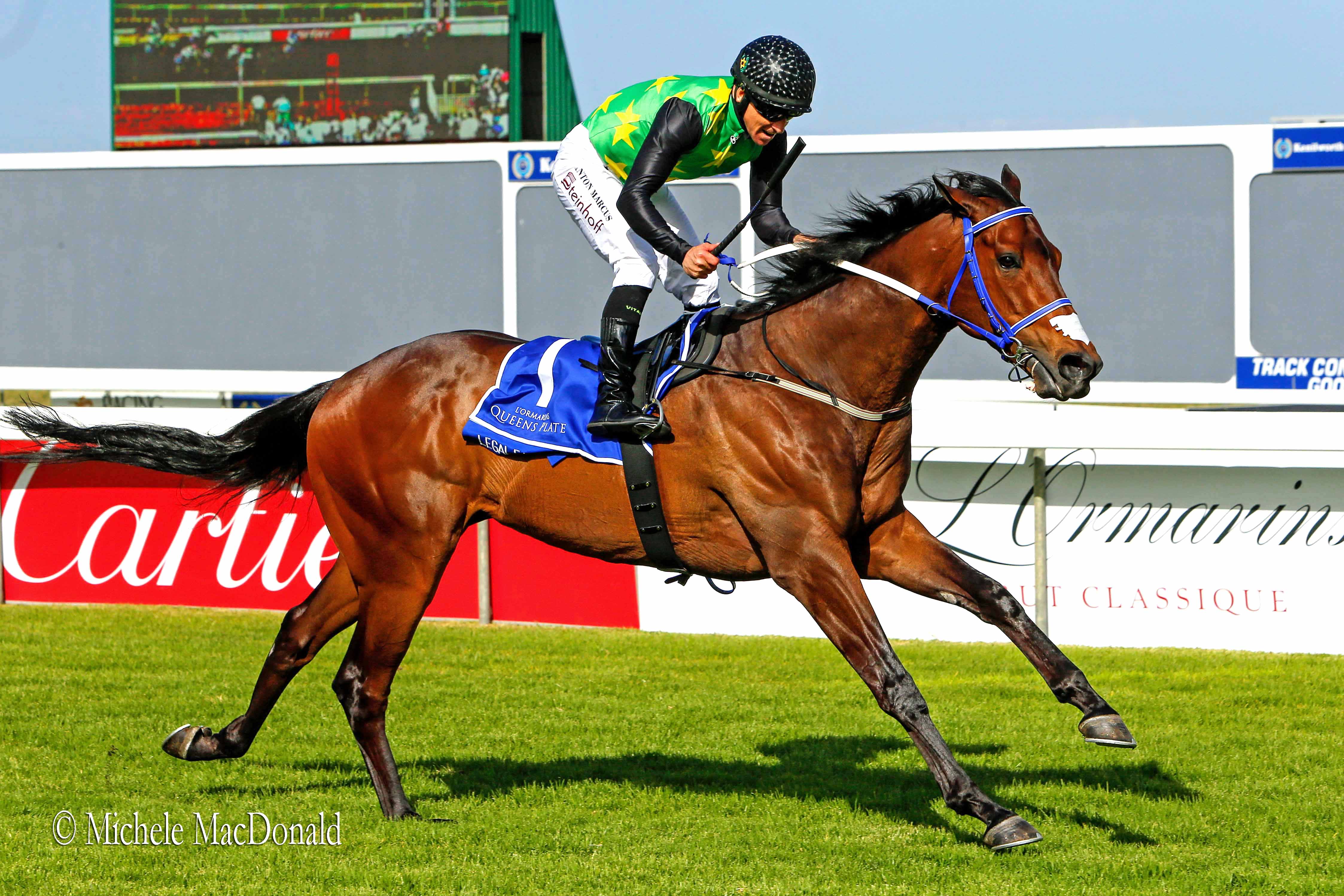 Star of the show: Legal Eagle is bidding to win his third consecutive L’Ormarins Queen’s Plate on Saturday. Photo: Michele MacDonald