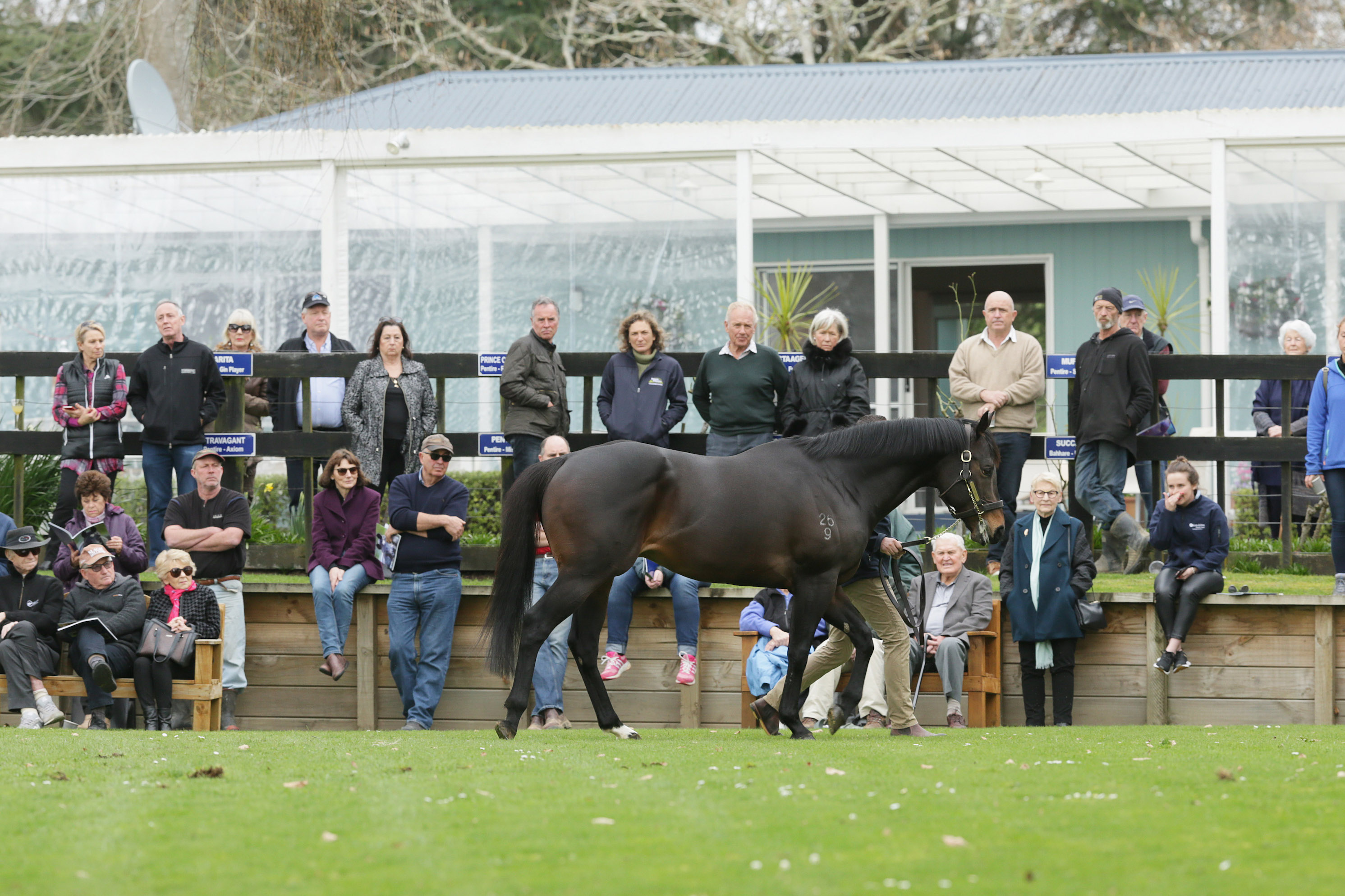 Priosir: first-crop yearlings by the son of Choisir will feature at the big Karaka Sale from January 28. Photo: Trish Dunell