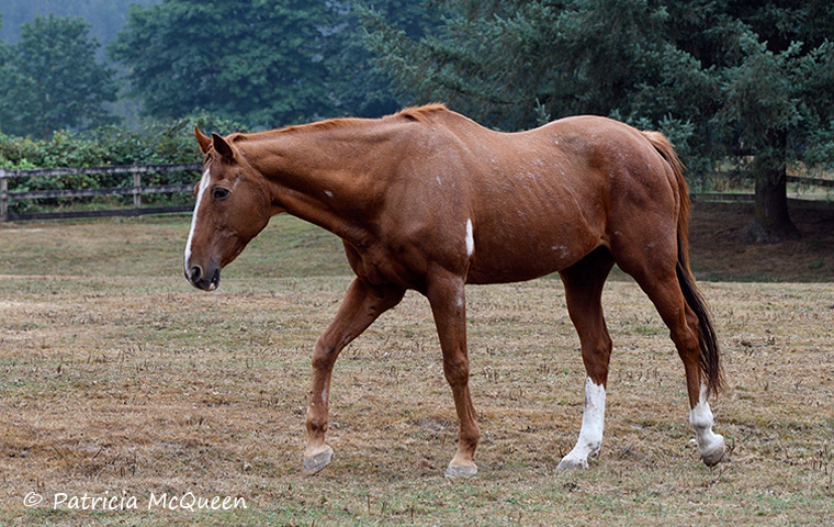 Border Run: the son of a famous father and an exceptional mother was on sale for just $250 in 2011. Photo: Patricia McQueen