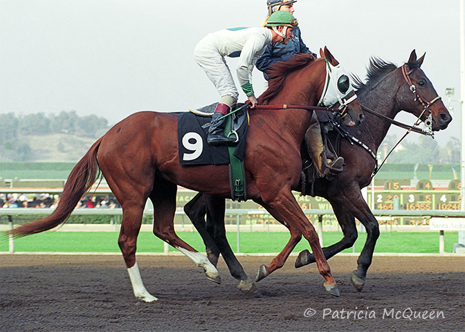The 3-year-old Border Run, with Gary Stevens in the saddle, in the post parade at an allowance race at Santa Anita on December 26, 1991. The pair were second, beaten a head. Photo: Patricia McQueen
