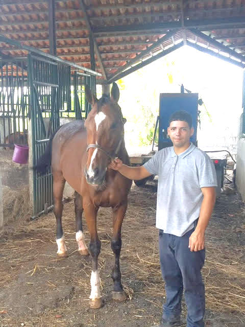 Ready to go home: Toy Cannon at Caribbean Thoroughbred Aftercare en route to New York