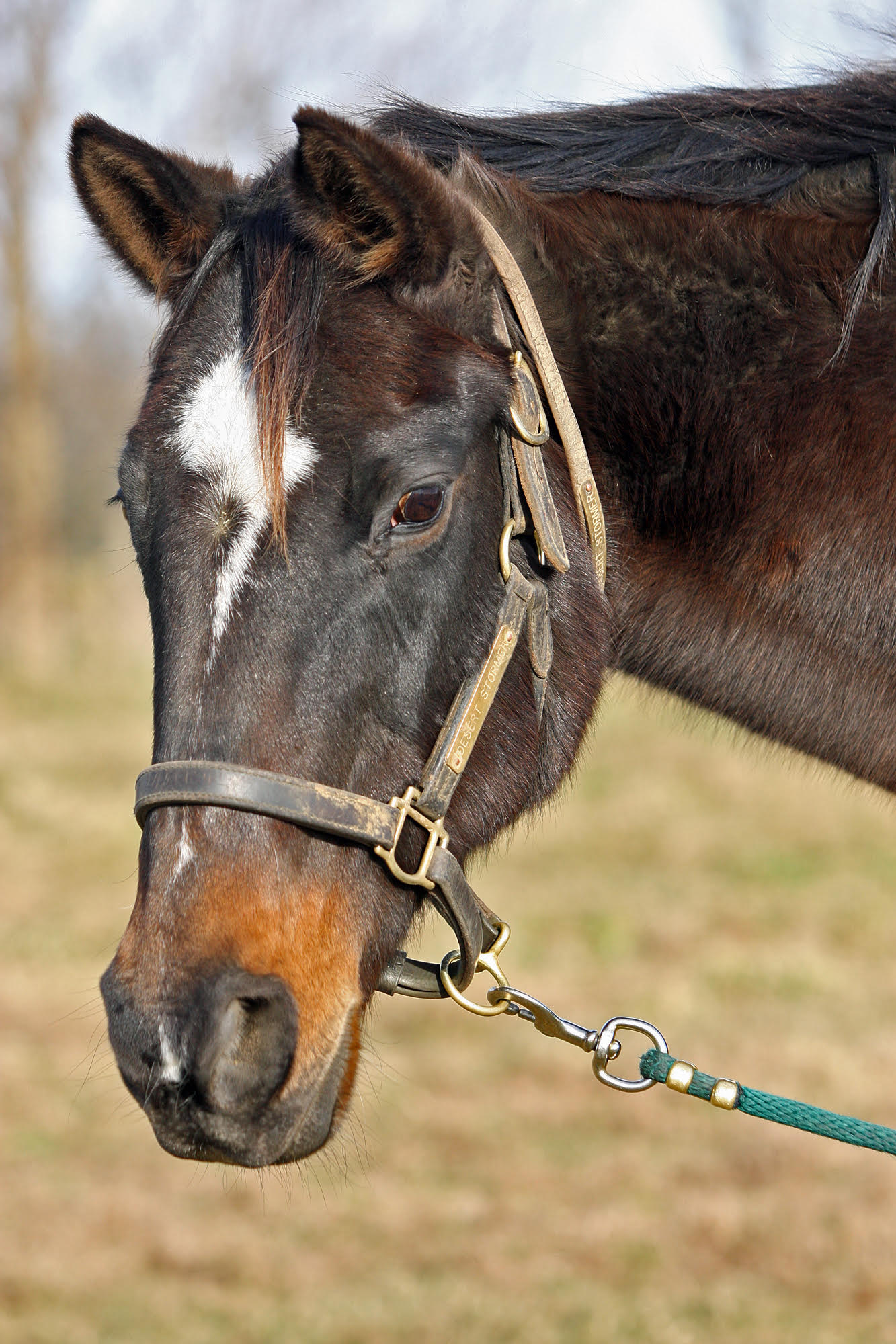 Desert Stormer, who won the 1995 Breeders’ Cup Sprint at 30/1, has had enormous success as a broodmare. Photo: Emily Shields